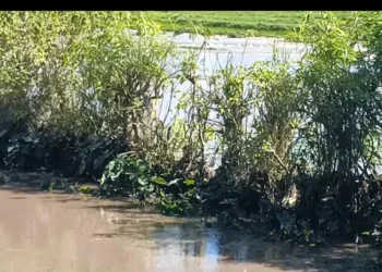 Flooded Swamp Kirinyaga