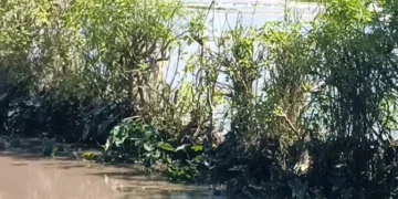 Flooded Swamp Kirinyaga