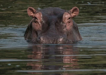 Hippo