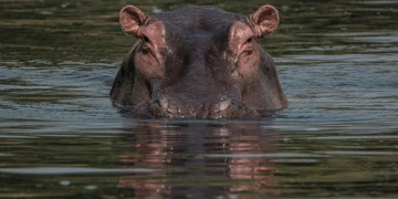 Hippo