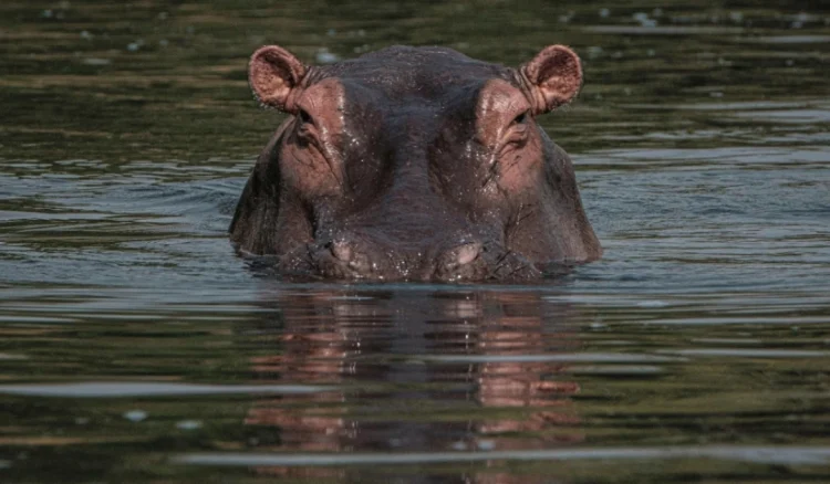 Hippo