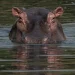 Hippo