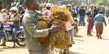 MIRAA MUTUATI